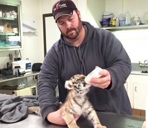 Dr Keiffer feeding tiger cub